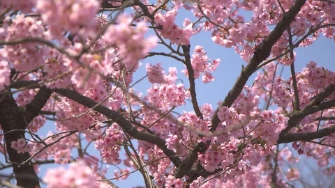 Pink Sakura tree Stock Footage 98678475