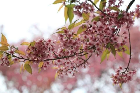 Pink sakura tree in forest Stock Photos