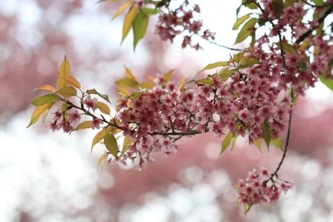 Pink sakura tree in forest Stock Photos