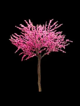 Pink sakura tree isolated Stock Photos