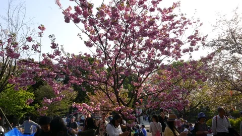 Pink sakura tree in spring blooming, Japan Stock Footage 91611823