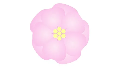 Pink sakura white Stock Footage 239368415