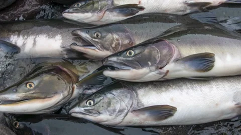 Pink Salmon Catch Display Close-Up 4k Stock Footage 338264886