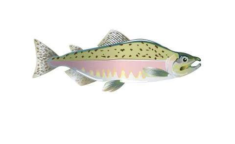 Pink salmon fish. Vector illustration. Stock Illustration
