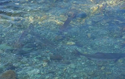 The pink salmon goes to spawn Stock Photos