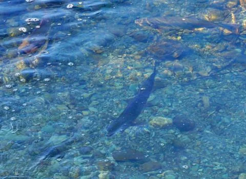 The pink salmon goes to spawn Stock Photos