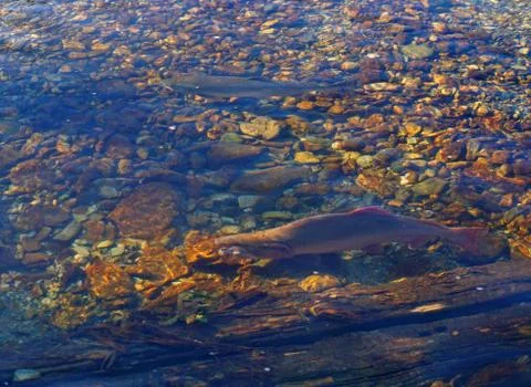 The pink salmon goes to spawn Stock Photos