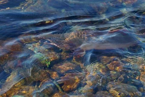The pink salmon goes to spawn Stock Photos