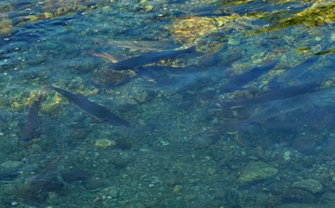 The pink salmon goes to spawn Stock Photos