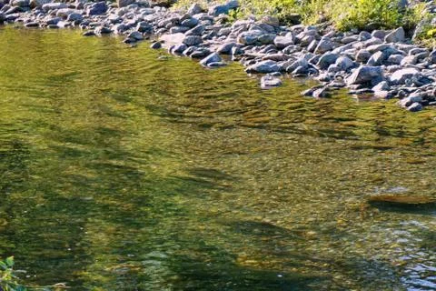 The pink salmon goes to spawn Stock Photos