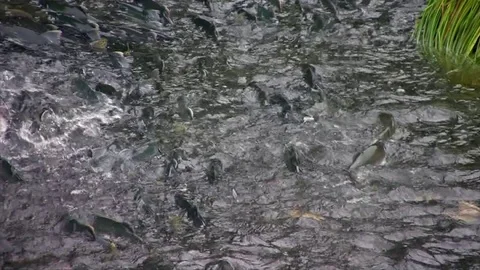 Pink salmon migrate up a stream in Alaska shoulder to shoulder. Stock Footage 78649402