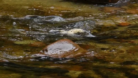 Pink Salmon moving upstream, Canada Stock Footage 80733421