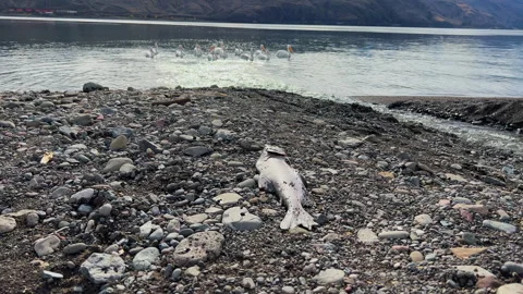 Pink Salmon, spawned out on creek mouth with Pelicans 4k Stock-Footage 252623028