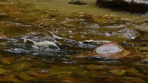Pink Salmon swimming upstream, Canada Stock Footage