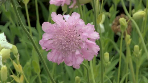 Pink scabeous flower Stock Footage 39936385