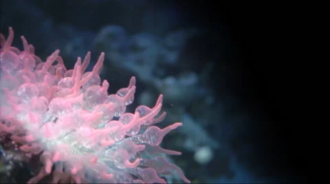 Pink sea anemone. Stock Footage 44562966