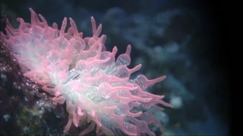 Pink sea anemone. Stock Footage 44563110