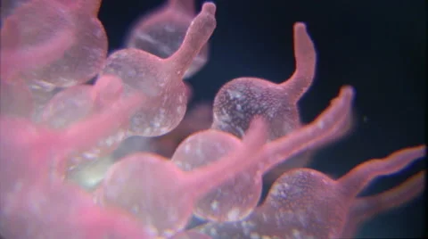 Pink sea anemone. Stock Footage 44563137