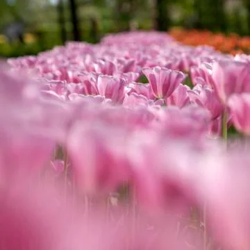 PInk Sea Stock Photos