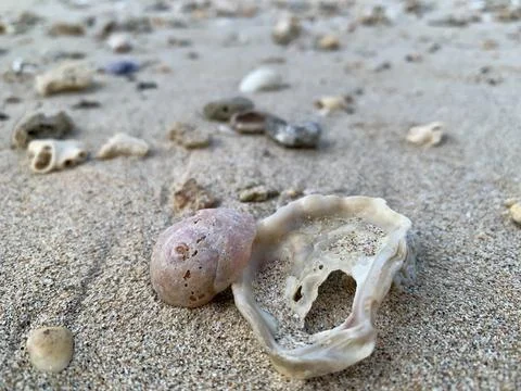 Pink Seashell and Weathered Shell on Sandy Beach at Tanjung Lesung Beach Stock Photos