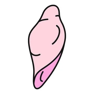 Pink seashell conch line art drawing illustration イラスト素材