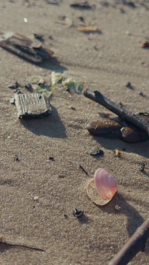 Pink seashell resting on sandy beach with driftwood, small debris, and shallow Stock Footage 342503888
