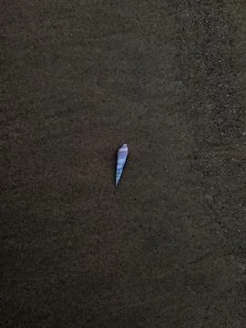 Pink Seashell on the Sand Stock Photos