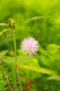 Pink Sensitive Plant Flower Macro with Green Bokeh Background Stock-Fotos