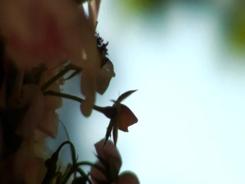 Pink shadow Stock Footage 106221131