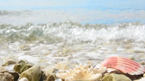 Pink Shell and white starfish with sea waves on gravel beach. Stock Footage 91801816