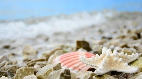 Pink Shell and white starfish  with waves on gravel beach. Stock Footage 91802727