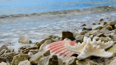 Pink Shell and white starfish  with waves on gravel beach. Stock Footage 91802789