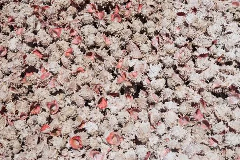 Pink shell collection Foto stock