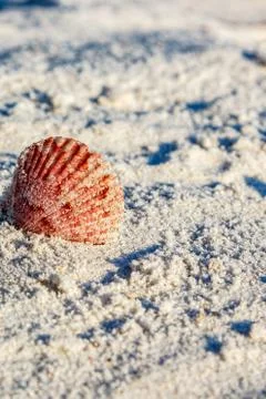 Pink shell on edge in sand Stock Photos