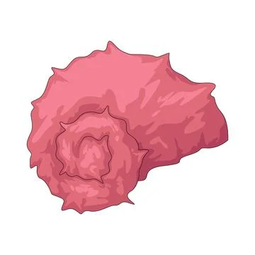 Pink shell illustration Stock Illustration