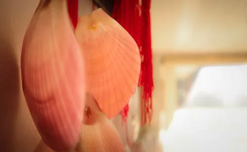 Pink Shell Stock Photos