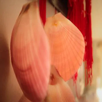 Pink Shell (Square Crop) Stock Photos