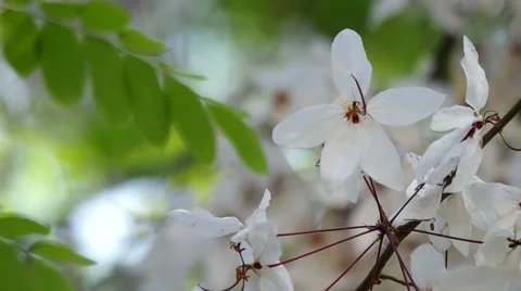 Pink Shower tree flowers shaking Stock Footage 48704436