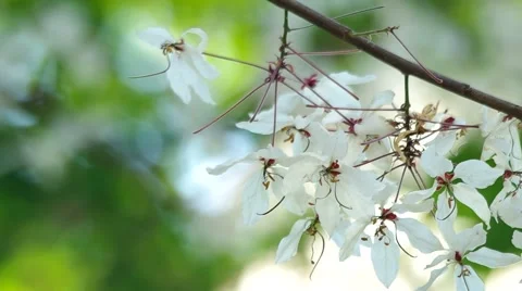 Pink Shower tree flowers shaking Stock Footage 48704442