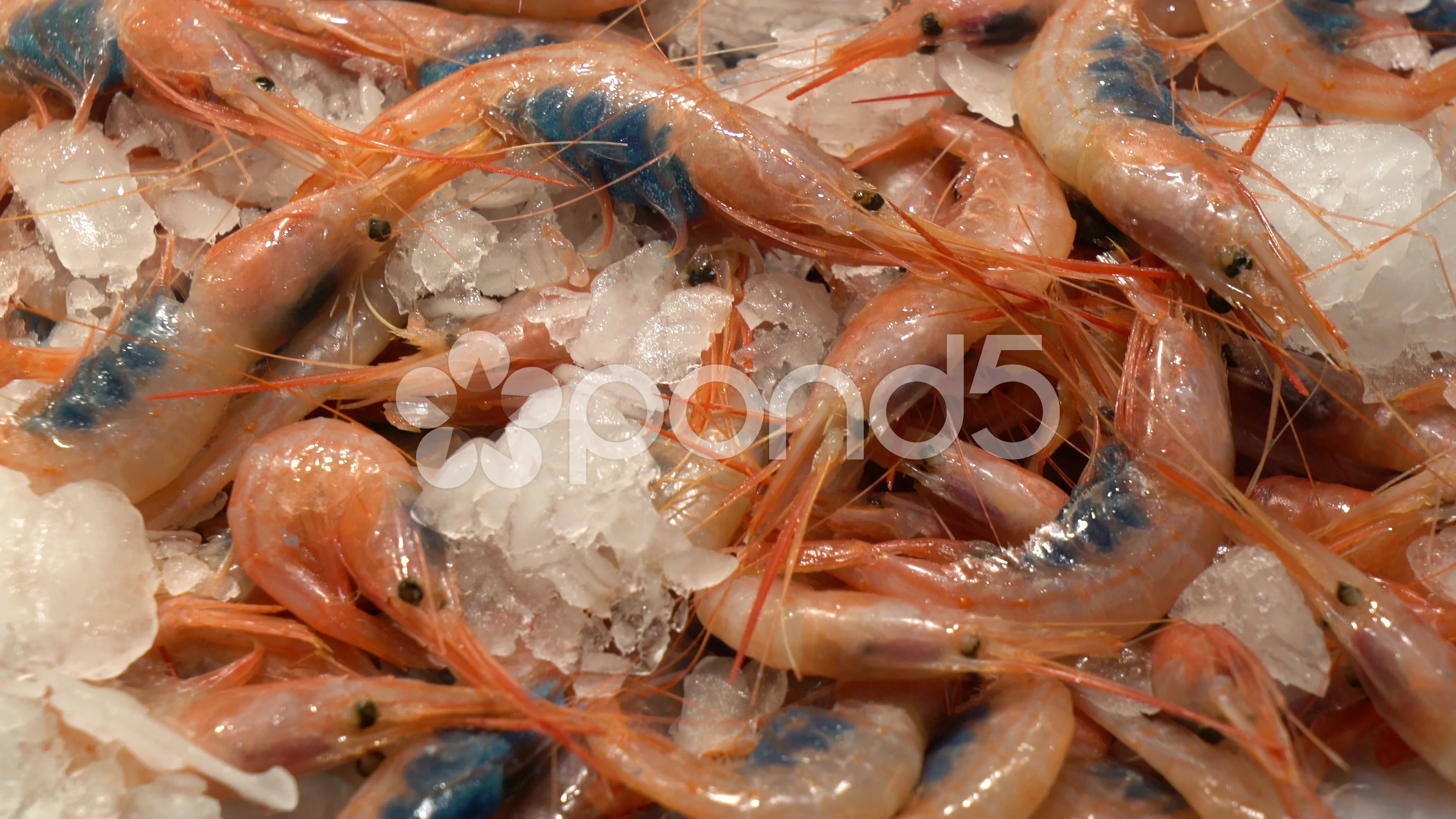 Pink shrimp with blue eggs for sale at a, Stock Video
