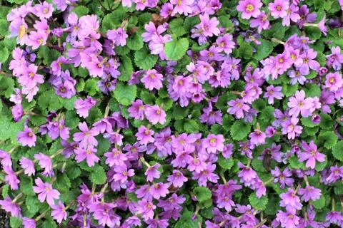 Pink shrub Foto stock
