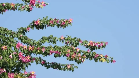 Pink silk floss tree flower isolated on blue sky background Stock Footage 222584648