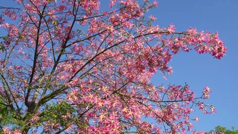 Pink silk floss tree flower in garden Stock Footage 287119137