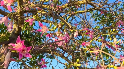 Pink silk floss tree flowers in full bloom against a clear blue sky. Slow mo Stock Footage 345808089