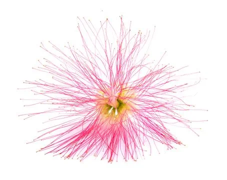 Pink silk tree flower Stock Photos