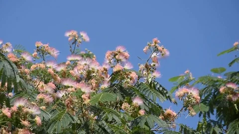 Pink silk tree Stock Footage 81169086