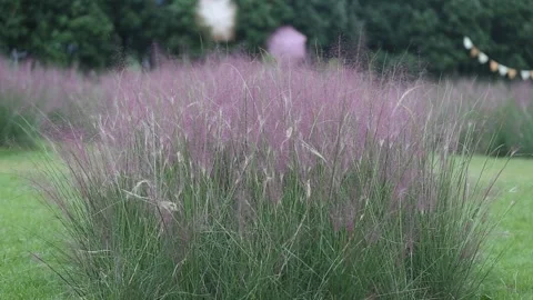 Pink silver grass in the garden Stock Footage 310919873