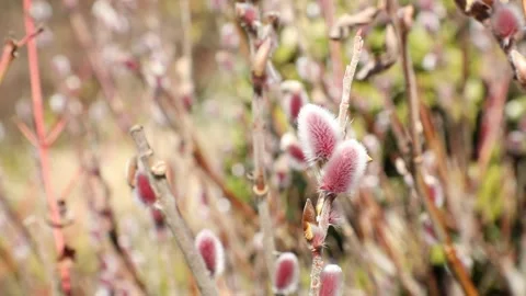 Pink silver grass in the garden 스톡 동영상 310919892