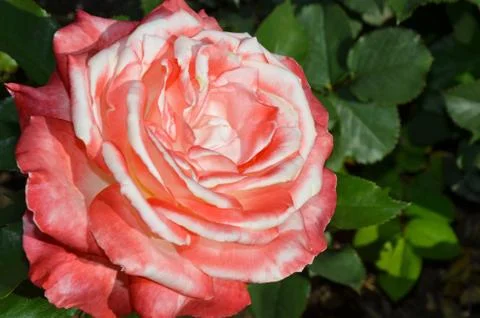 Pink single rose Stock Photos