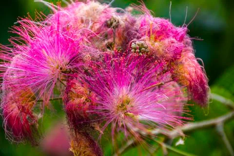 Pink siris two Stock Photos